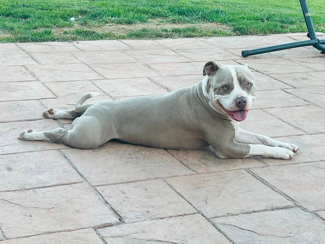 Tito, a Adoptable American Staffordshire Terrier in Crown Point, IN image 4/12