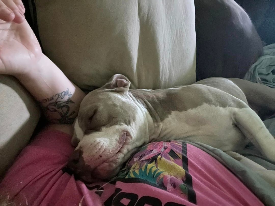 Tito, a Adoptable American Staffordshire Terrier in Crown Point, IN image 5/12