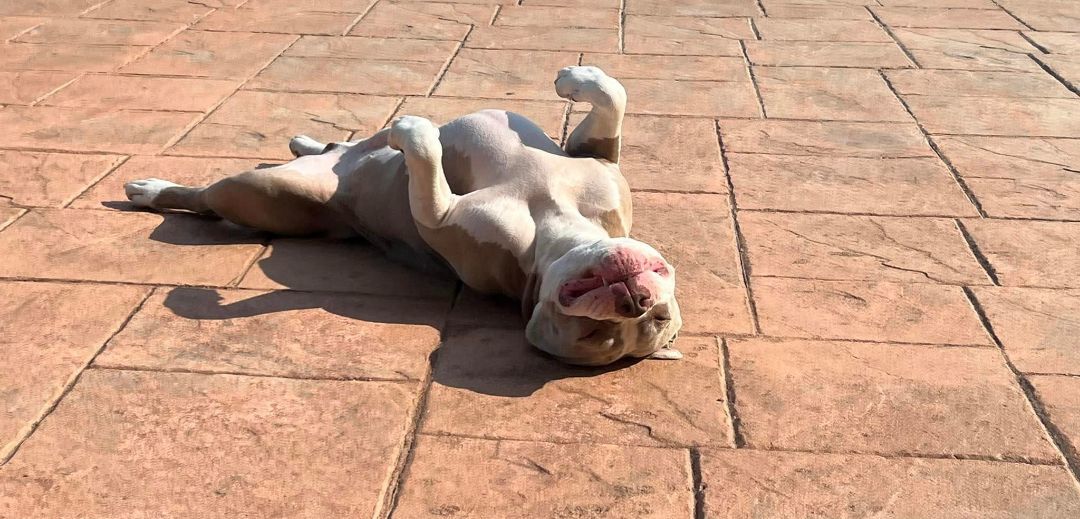 Tito, a Adoptable American Staffordshire Terrier in Crown Point, IN image 6/12