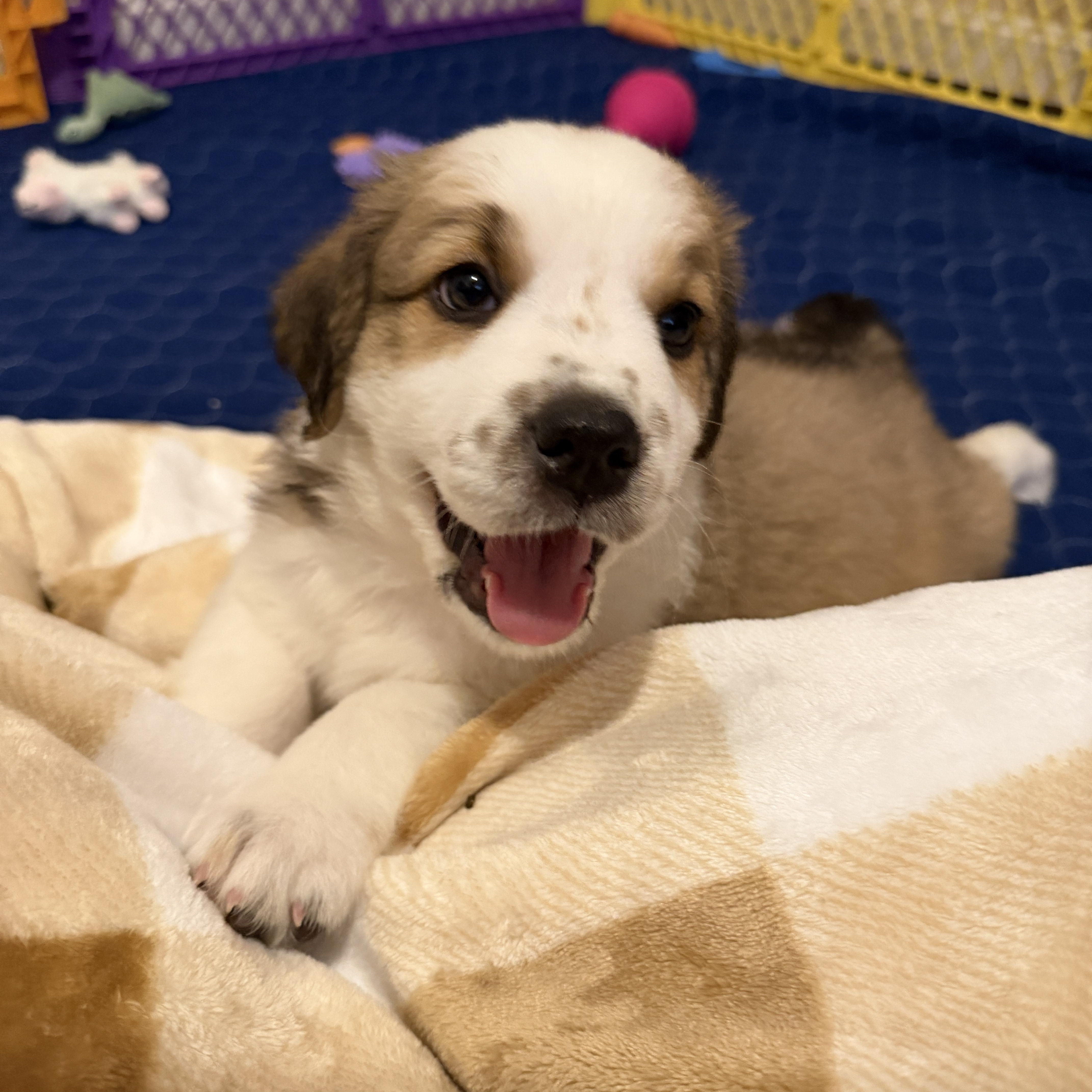 Enlarge Brunson, a ADOPTABLE mixed breed in Jeffersonville, IN image 5/6