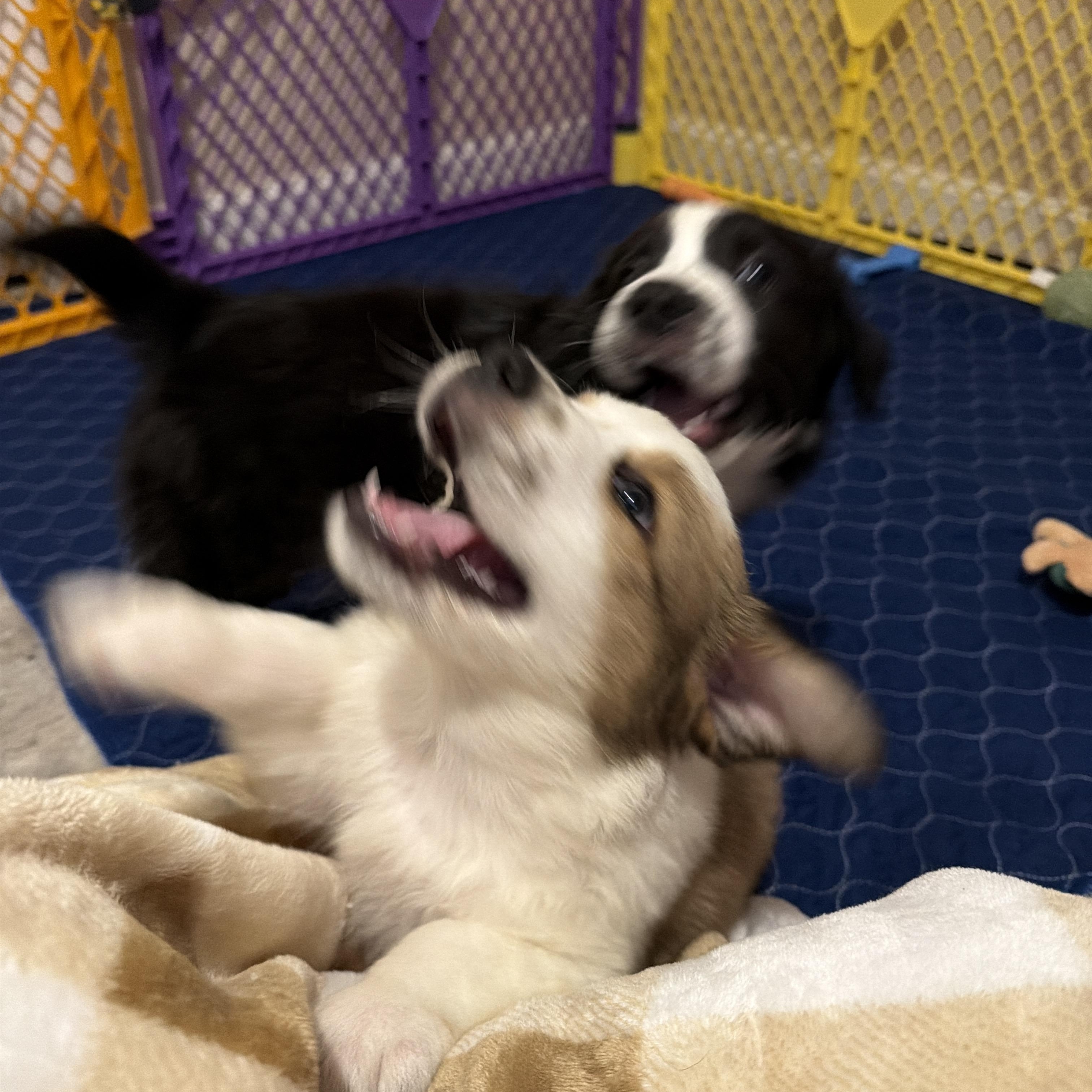 Enlarge Brunson, a ADOPTABLE mixed breed in Jeffersonville, IN image 3/6