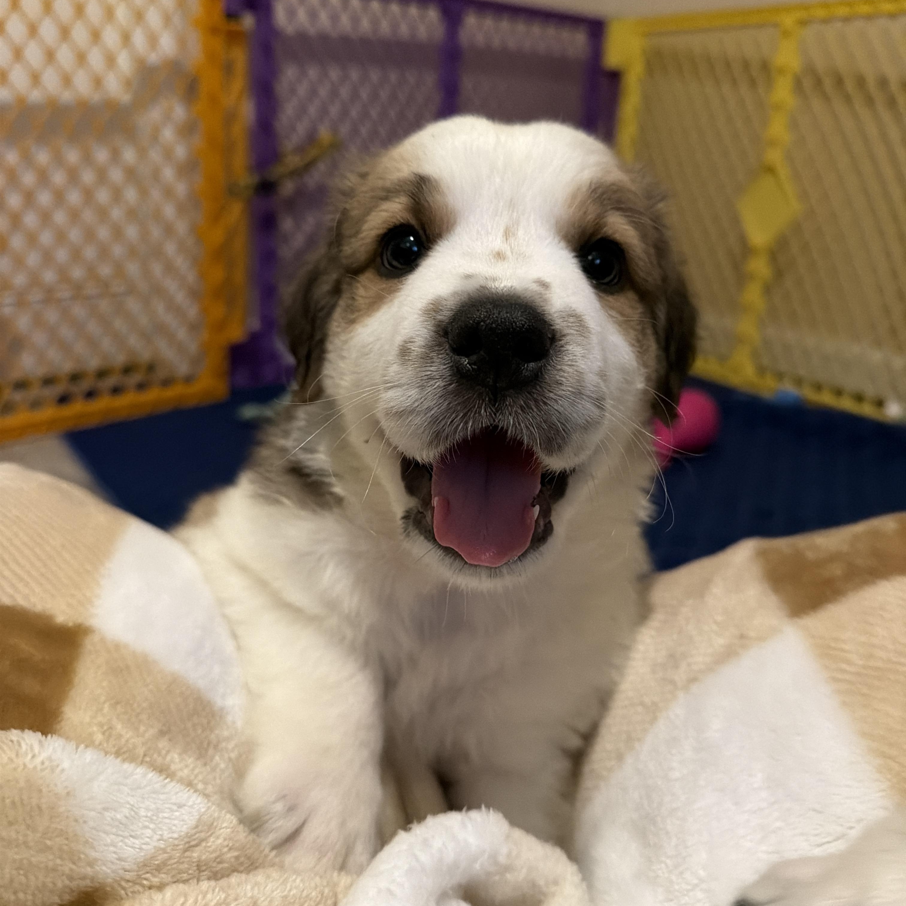 Enlarge Brunson, a ADOPTABLE mixed breed in Jeffersonville, IN image 6/6