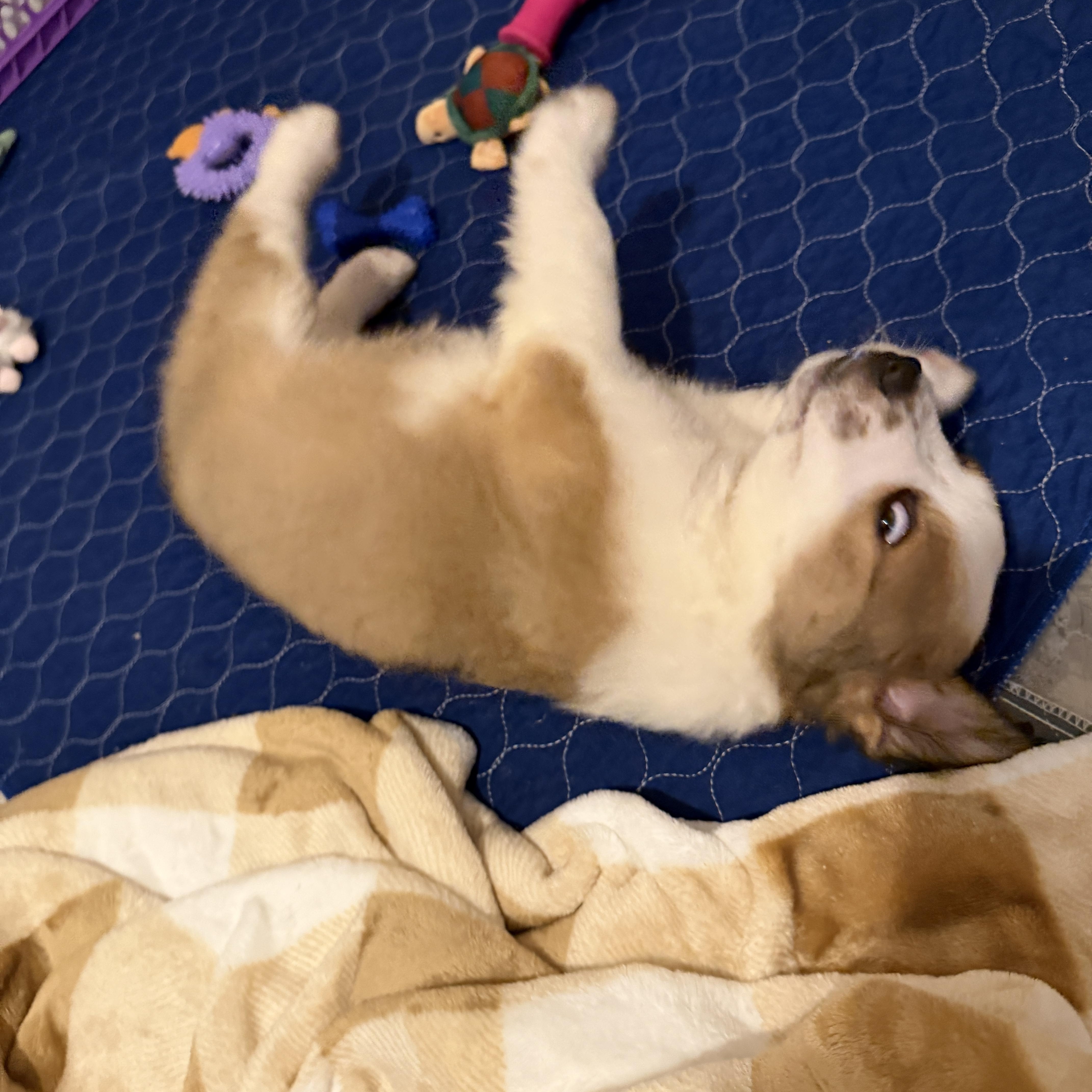 Enlarge Brunson, a ADOPTABLE mixed breed in Jeffersonville, IN image 4/6