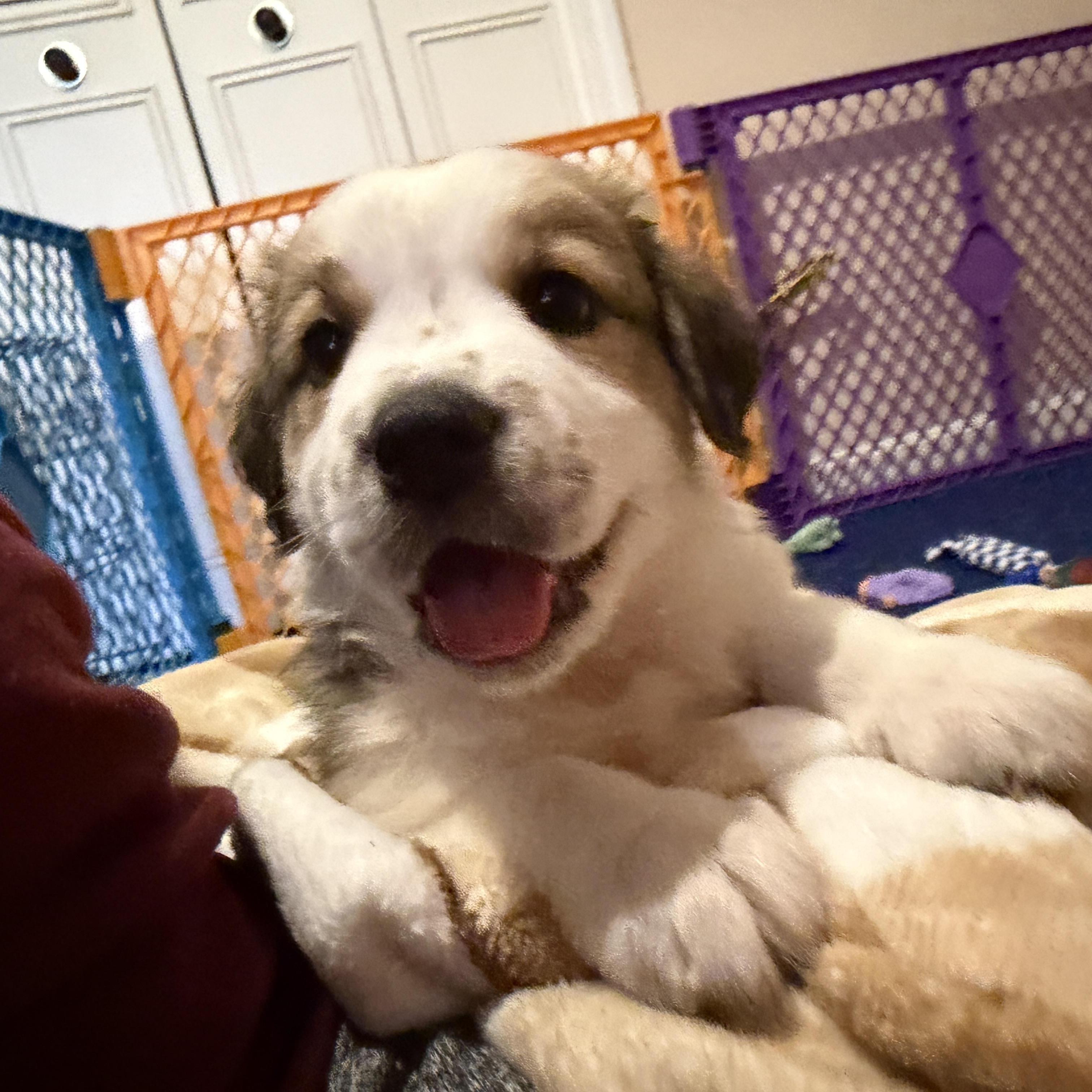 Enlarge Brunson, a ADOPTABLE mixed breed in Jeffersonville, IN image 2/6