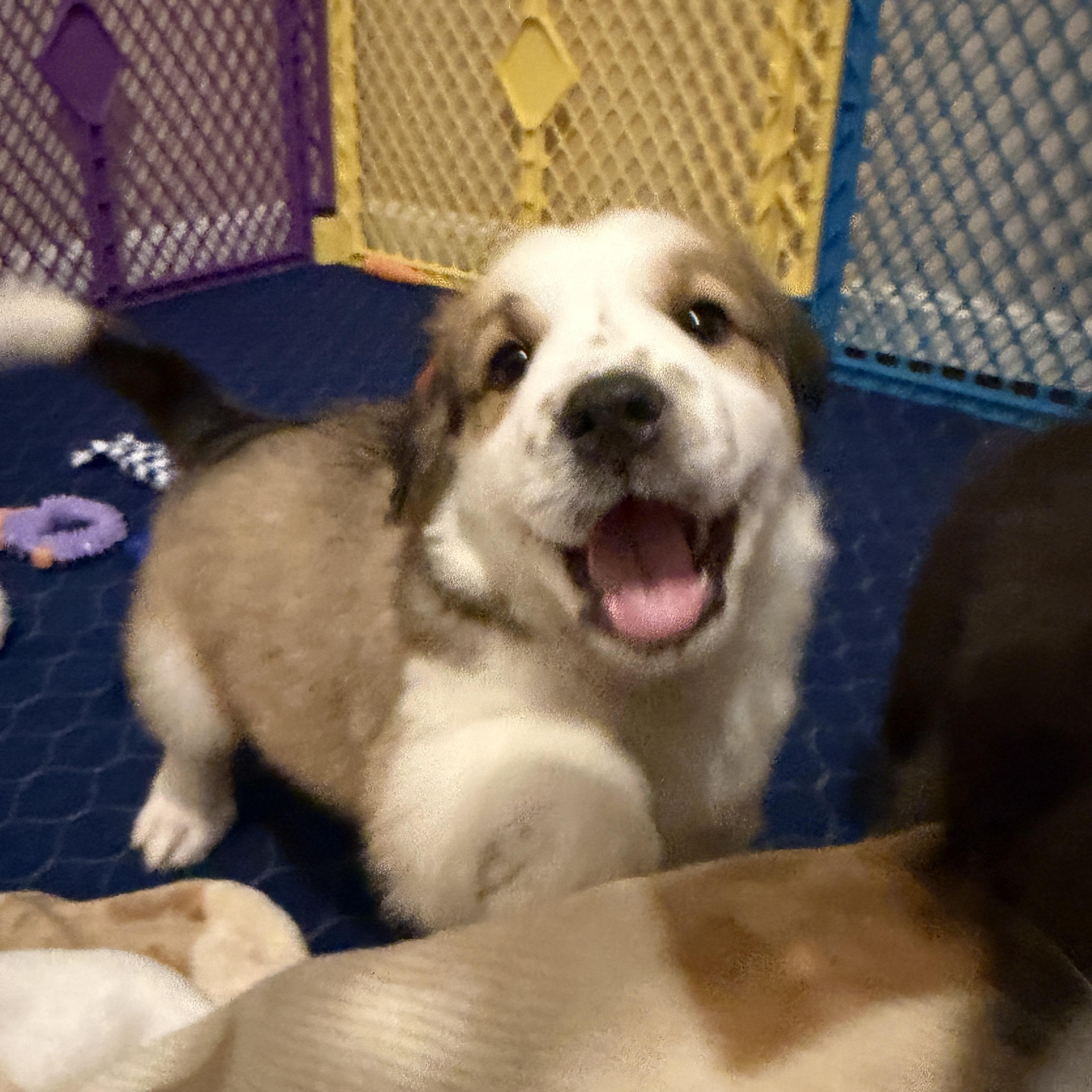 Brunson, ADOPTABLE, Puppy Male Great Pyrenees.