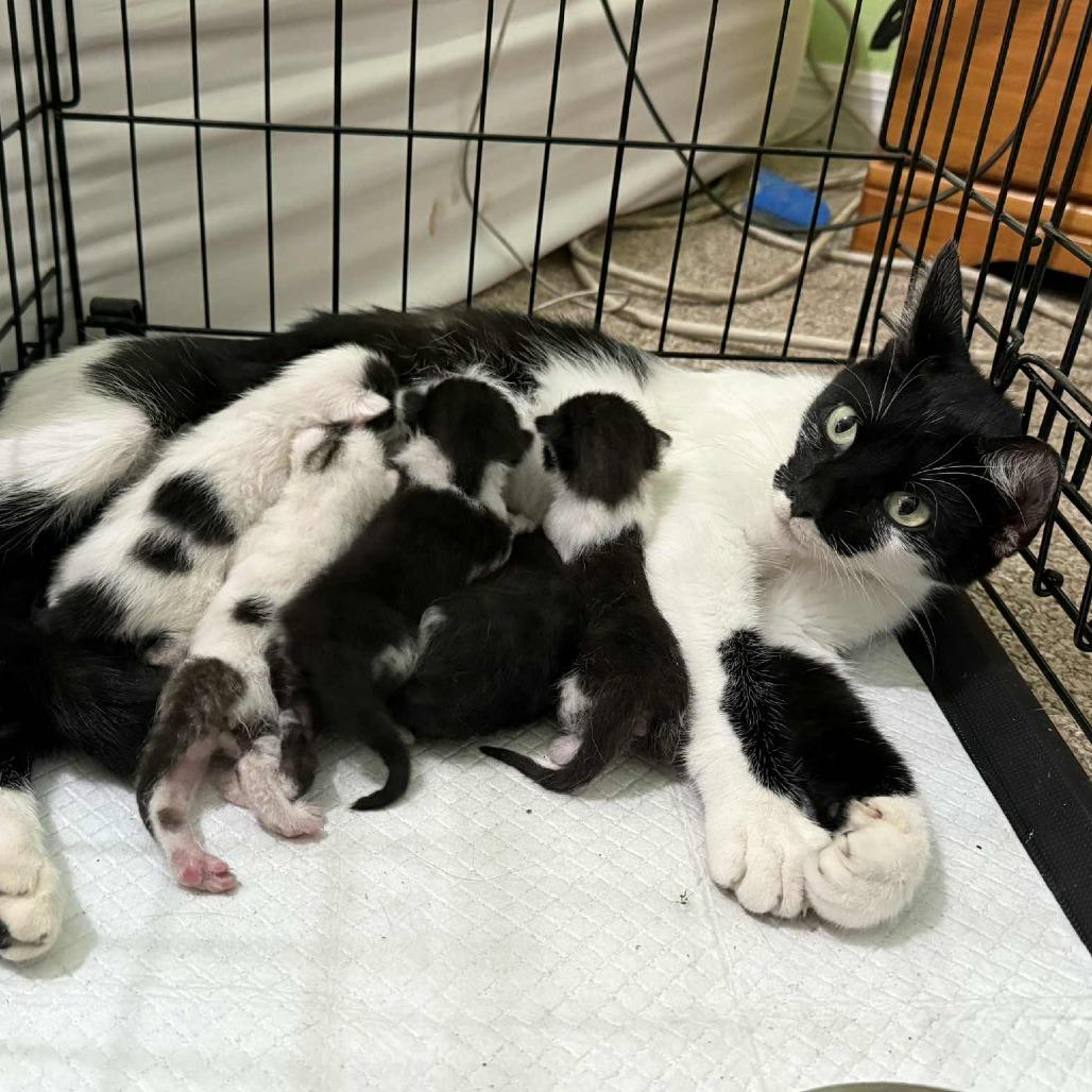 Enlarge Madame Morrible, a Adoptable Domestic Short Hair in Williston, FL image 1/6