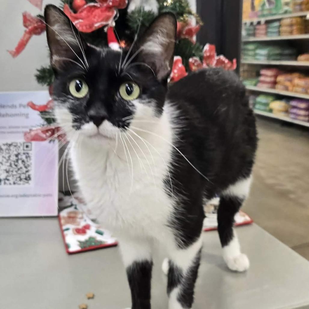 Enlarge Madame Morrible, a Adoptable Domestic Short Hair in Williston, FL image 2/6