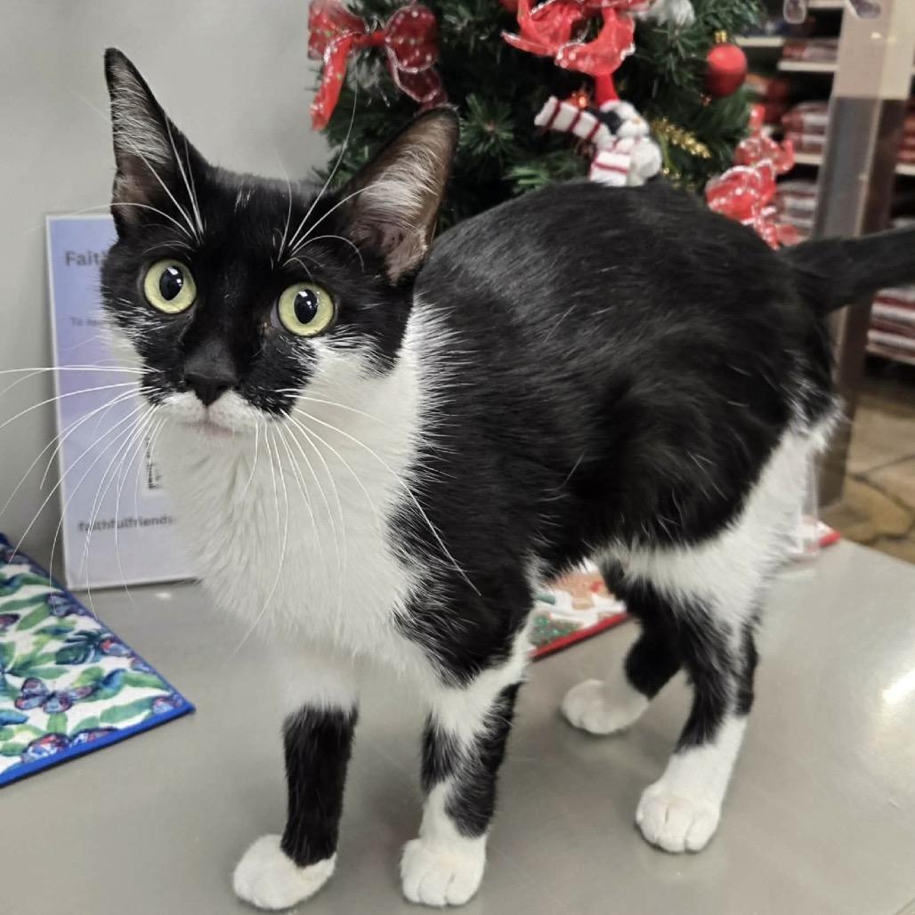 Enlarge Madame Morrible, a Adoptable Domestic Short Hair in Williston, FL image 3/6