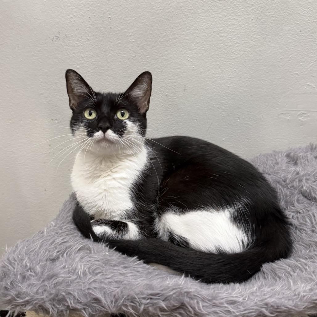 Enlarge Madame Morrible, a Adoptable Domestic Short Hair in Williston, FL image 4/6