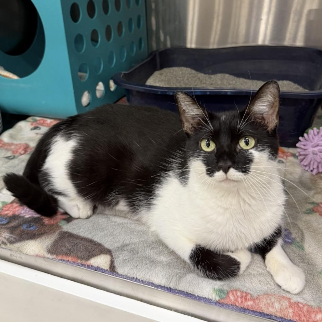 Enlarge Madame Morrible, a Adoptable Domestic Short Hair in Williston, FL image 5/6