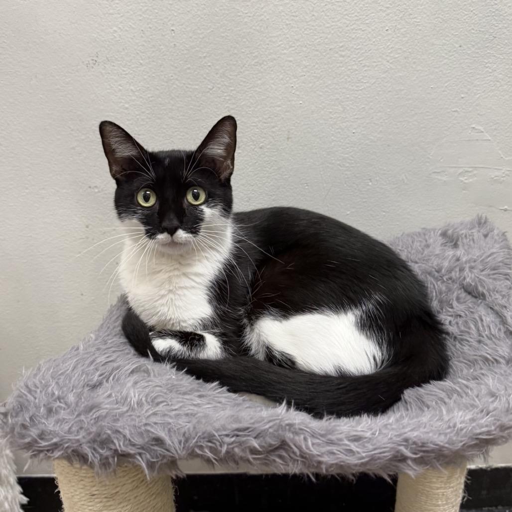 Enlarge Madame Morrible, a Adoptable Domestic Short Hair in Williston, FL image 6/6