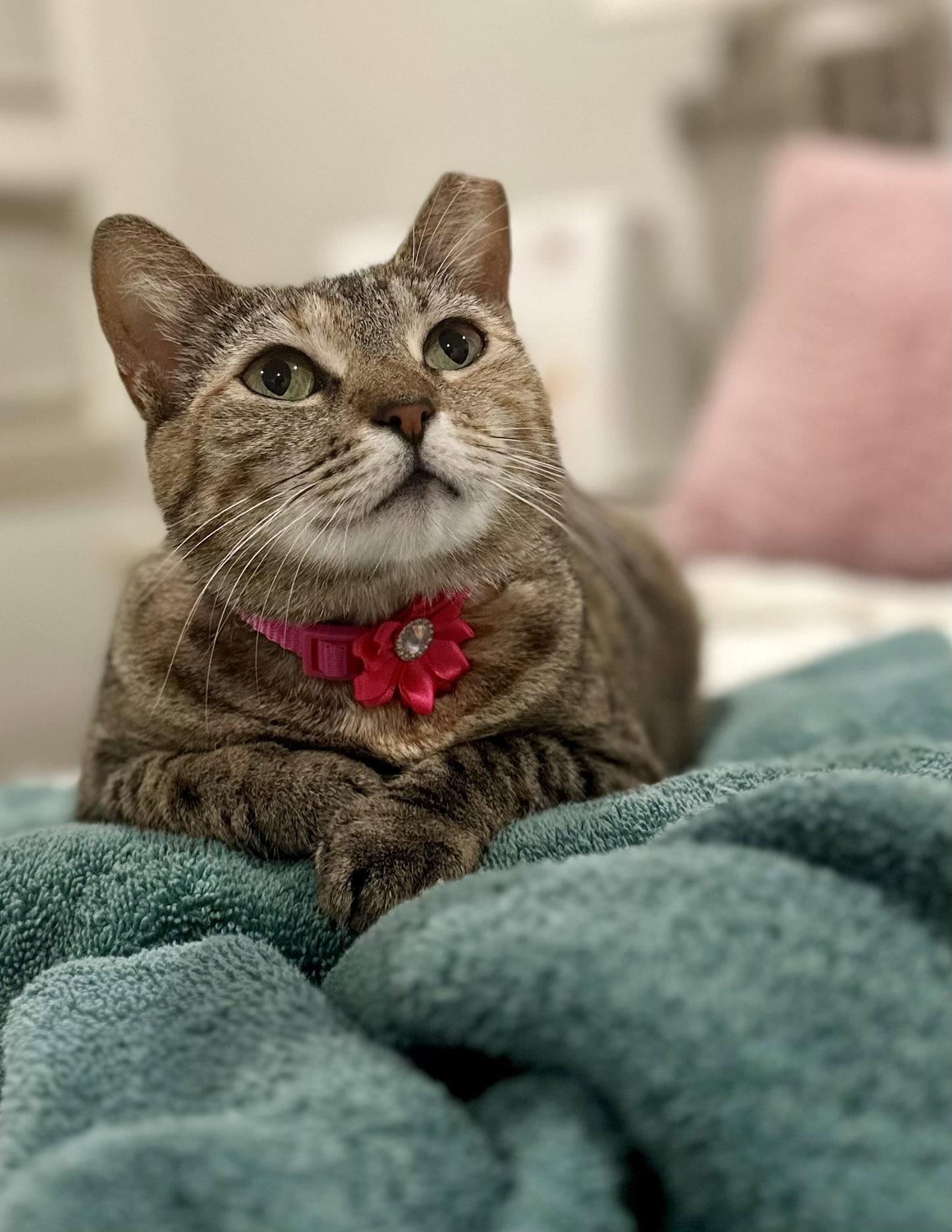 Penny, Adoptable, Adult Female Domestic Short Hair & Tiger.
