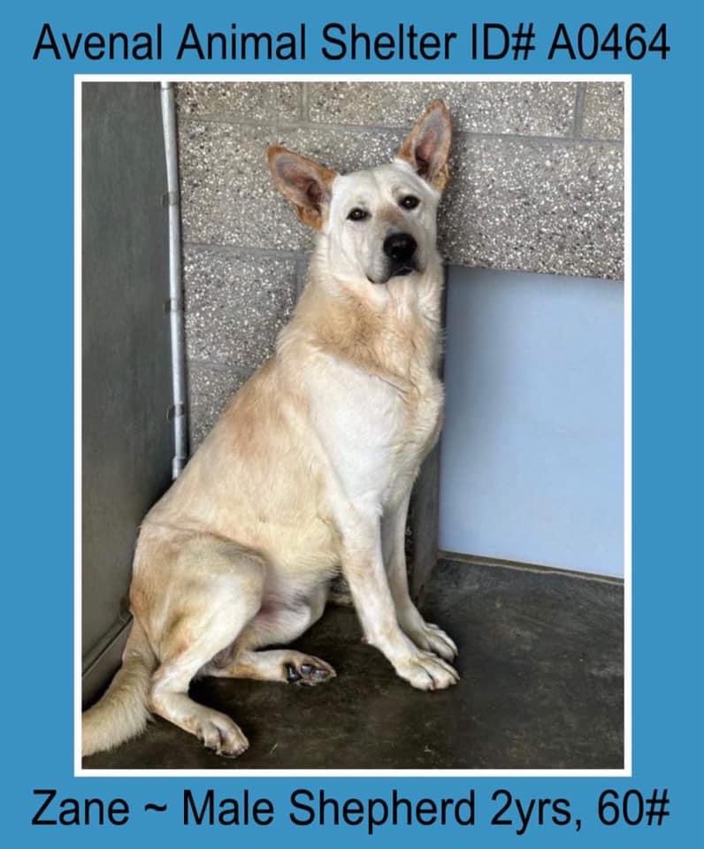 Enlarge Zane, a Adoptable mixed breed in Avenal, CA image 1/1