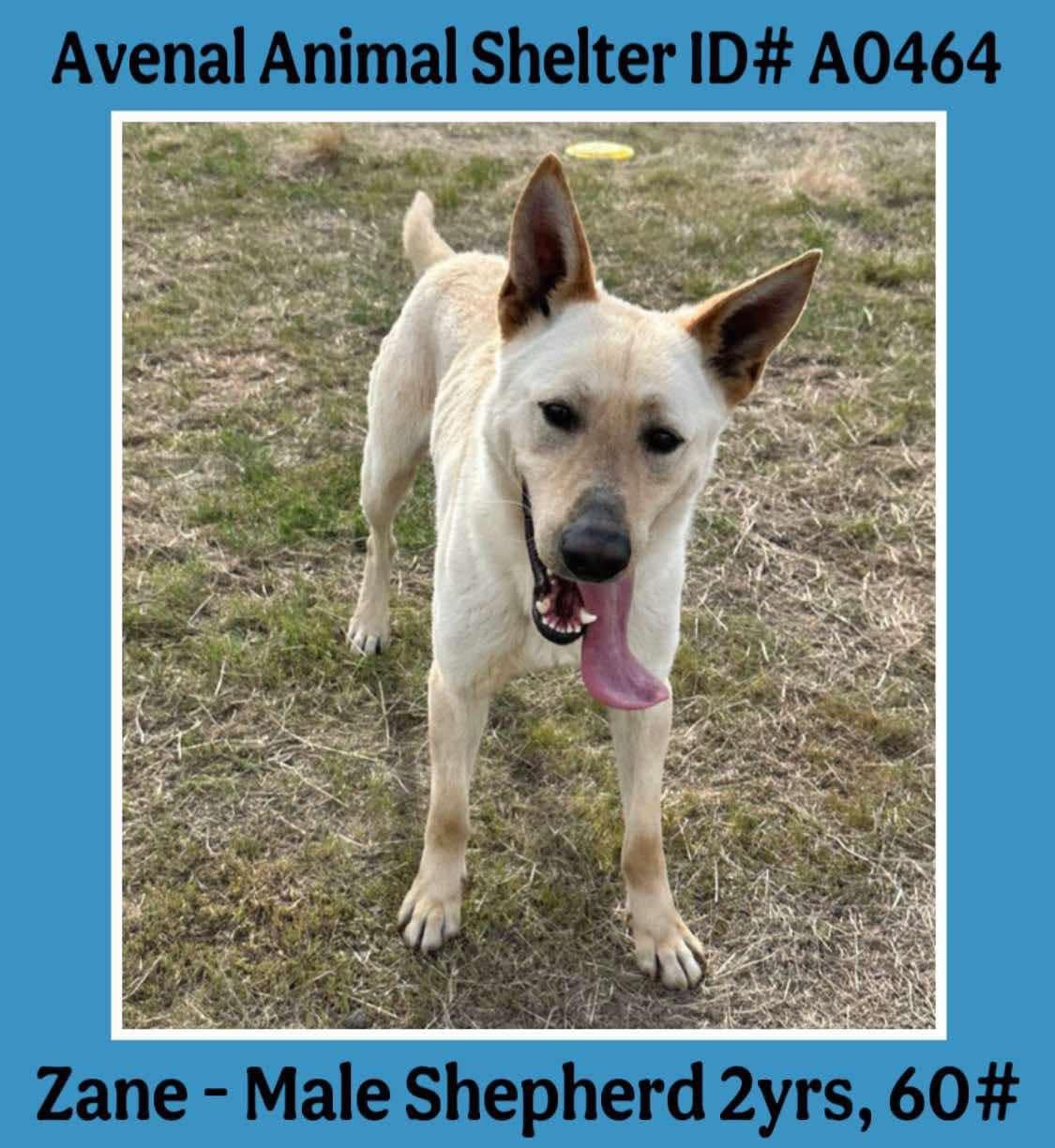 Zane, a Adoptable mixed breed in Avenal, CA image 2/2