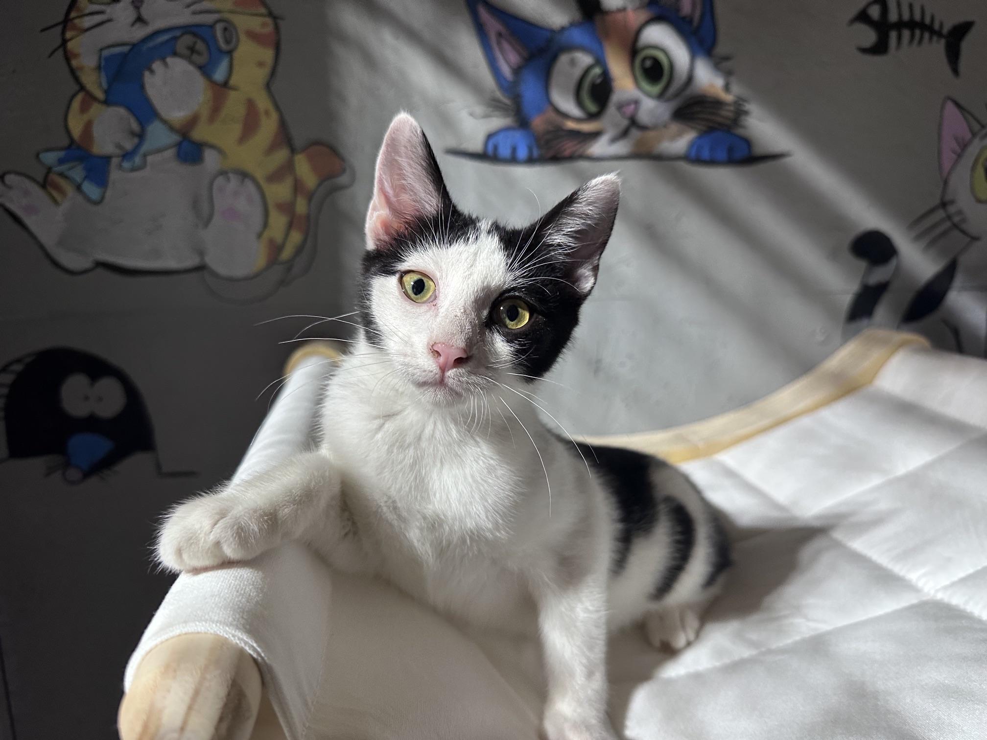 Byte (Available for adoption October 2026), Adopted, Kitten Female Tuxedo.