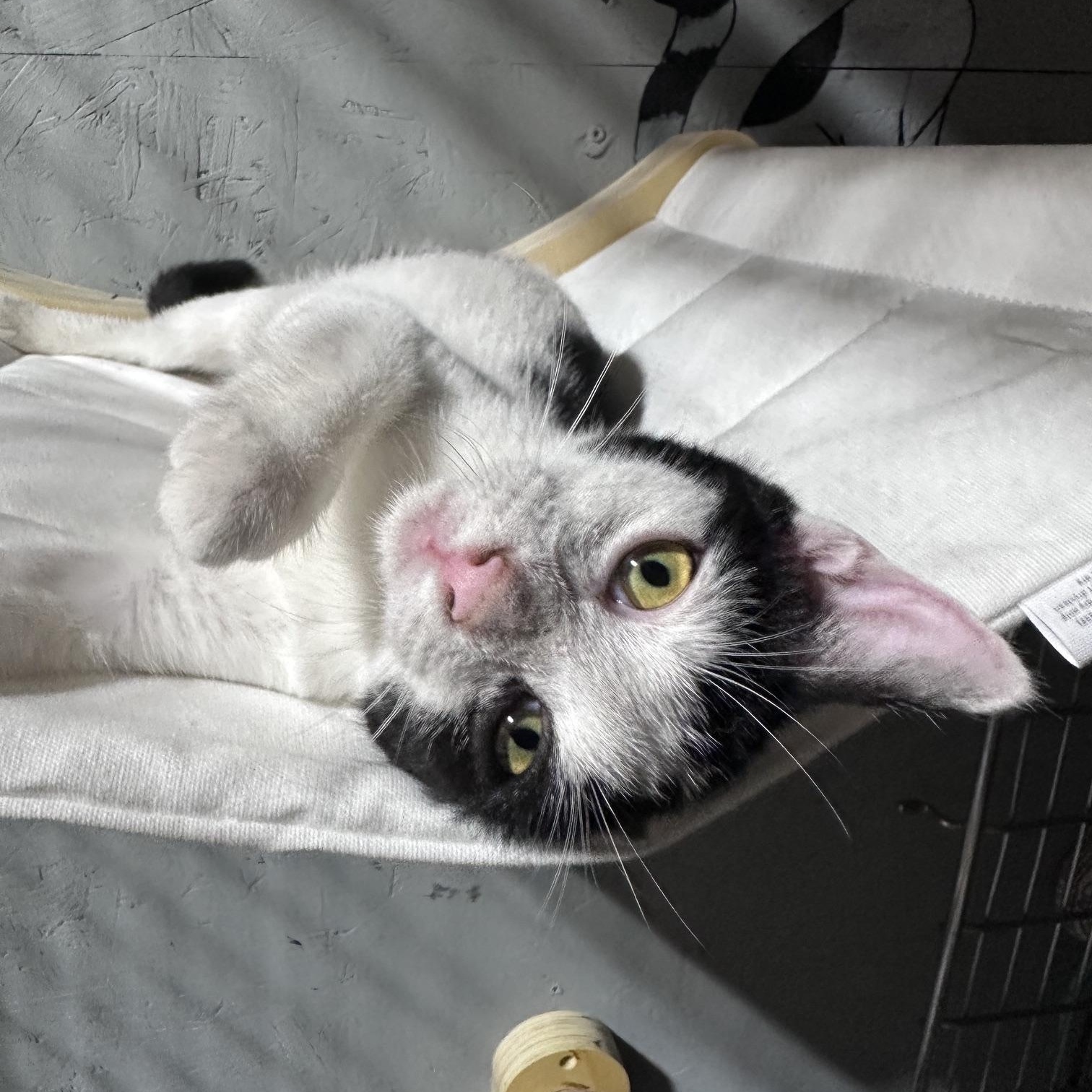 Enlarge Byte (Available for adoption October 2026), a Adopted Tuxedo in Clarksville, VA image 3/3