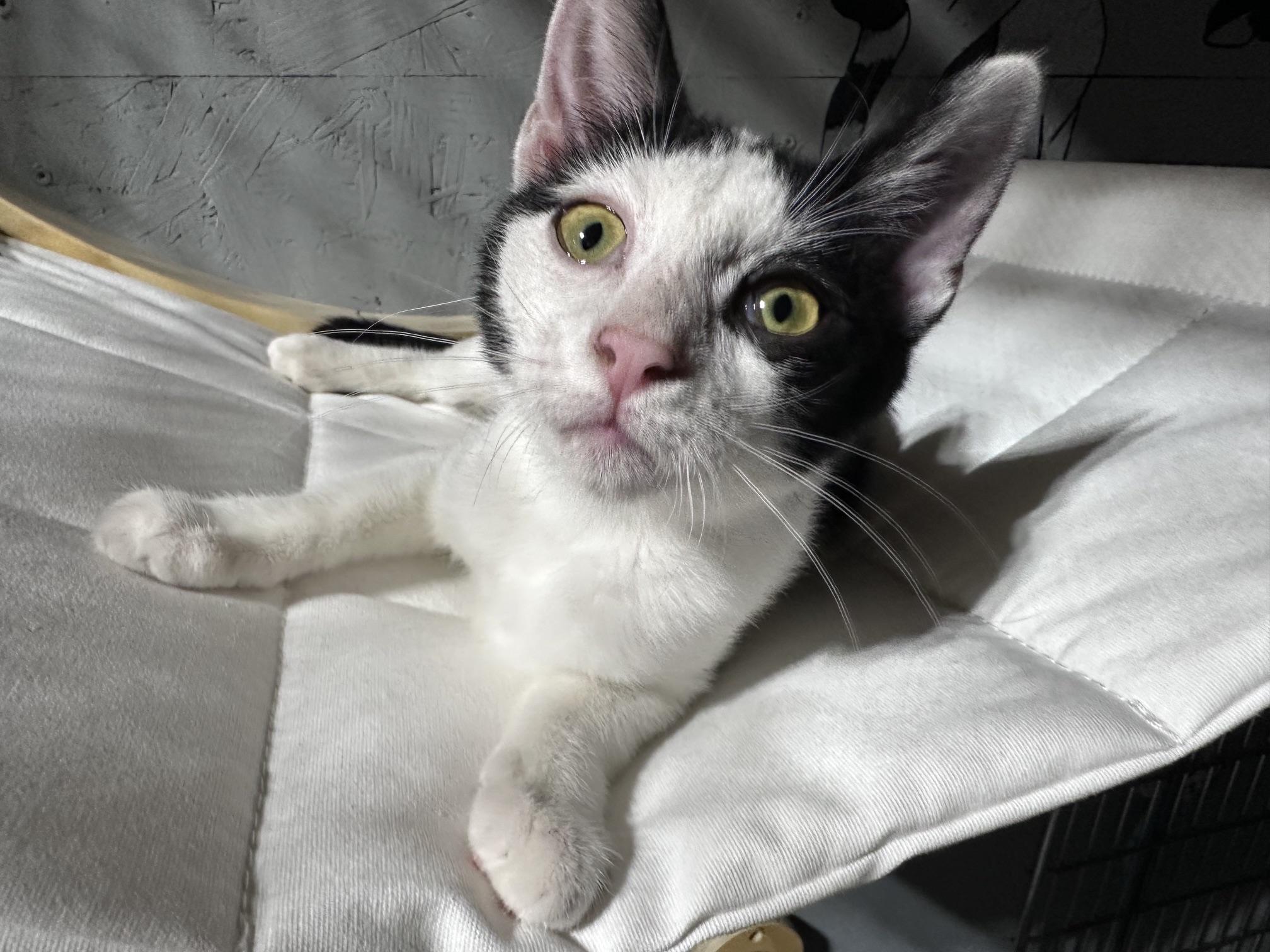 Enlarge Byte (Available for adoption October 2026), a Adopted Tuxedo in Clarksville, VA image 2/3