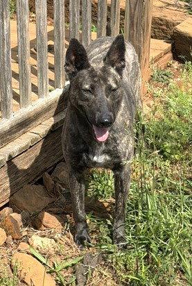 Cyrano, Adopted, Young Female Dutch Shepherd.