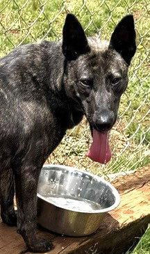 Cyrano, a Adopted Dutch Shepherd in Carrollton, GA image 2/3