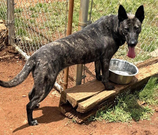 Cyrano, a Adopted Dutch Shepherd in Carrollton, GA image 3/3