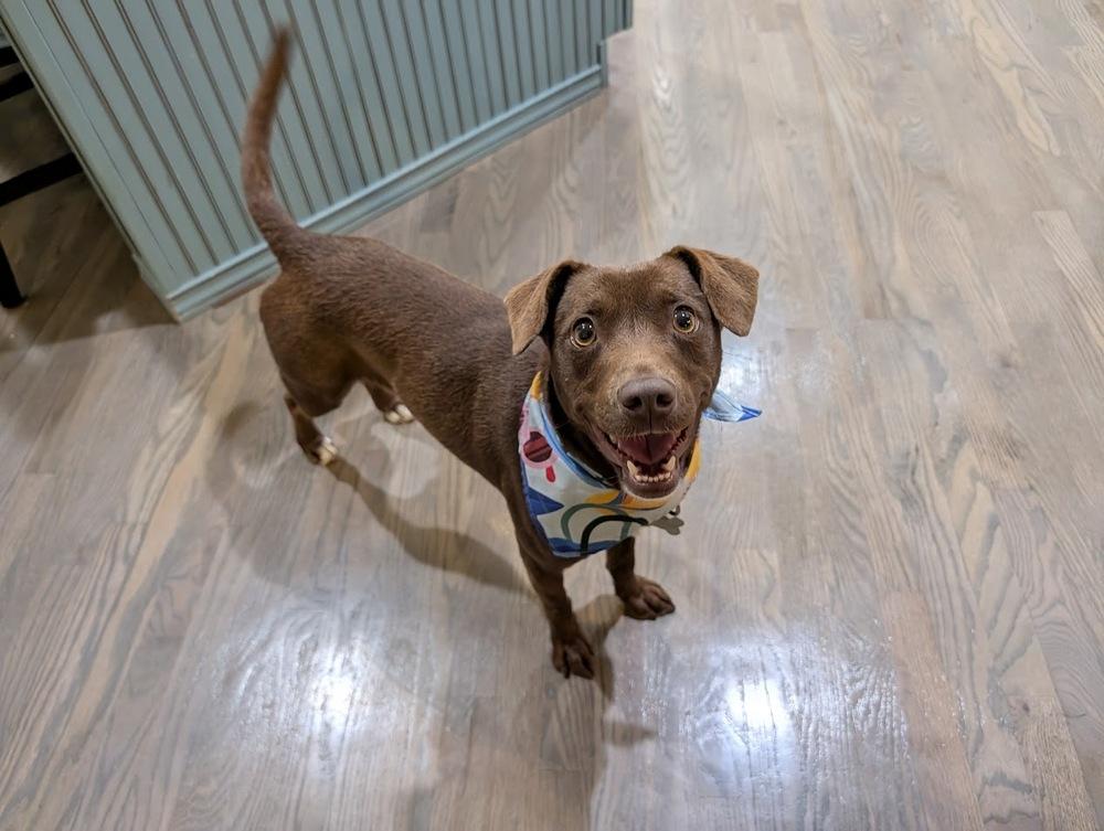 Brownie, Adoptable, Adult Male Labrador Retriever & Pit Bull Terrier.