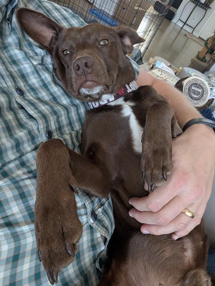 Brownie, a Adoptable mixed breed in Lafayette, CO image 3/3
