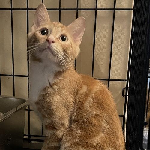 Porschio BR14445-T, Adopted, Kitten Male Domestic Short Hair.