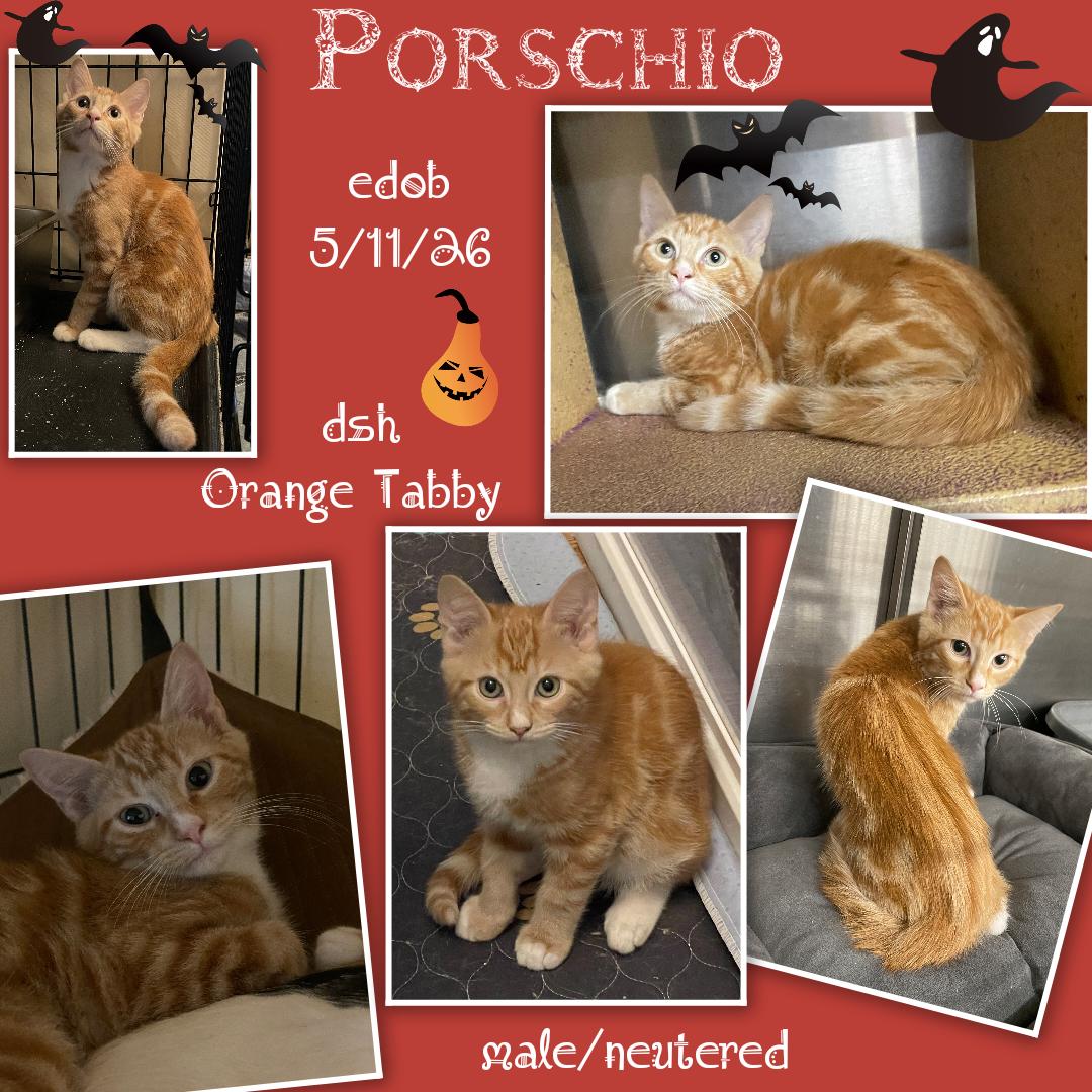 Enlarge Porschio BR14445-T, a Adopted mixed breed in Burlington, WA image 5/5