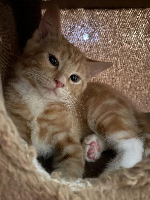 Enlarge Porschio BR14445-T, a Adopted mixed breed in Burlington, WA image 3/5
