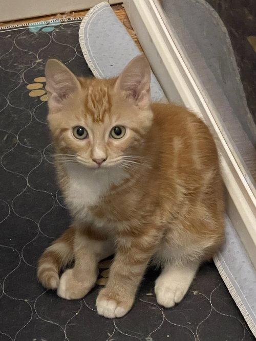Enlarge Porschio BR14445-T, a Adopted mixed breed in Burlington, WA image 2/5