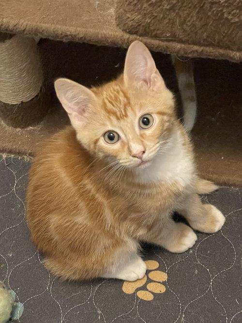 Enlarge Porschio BR14445-T, a Adopted mixed breed in Burlington, WA image 4/5
