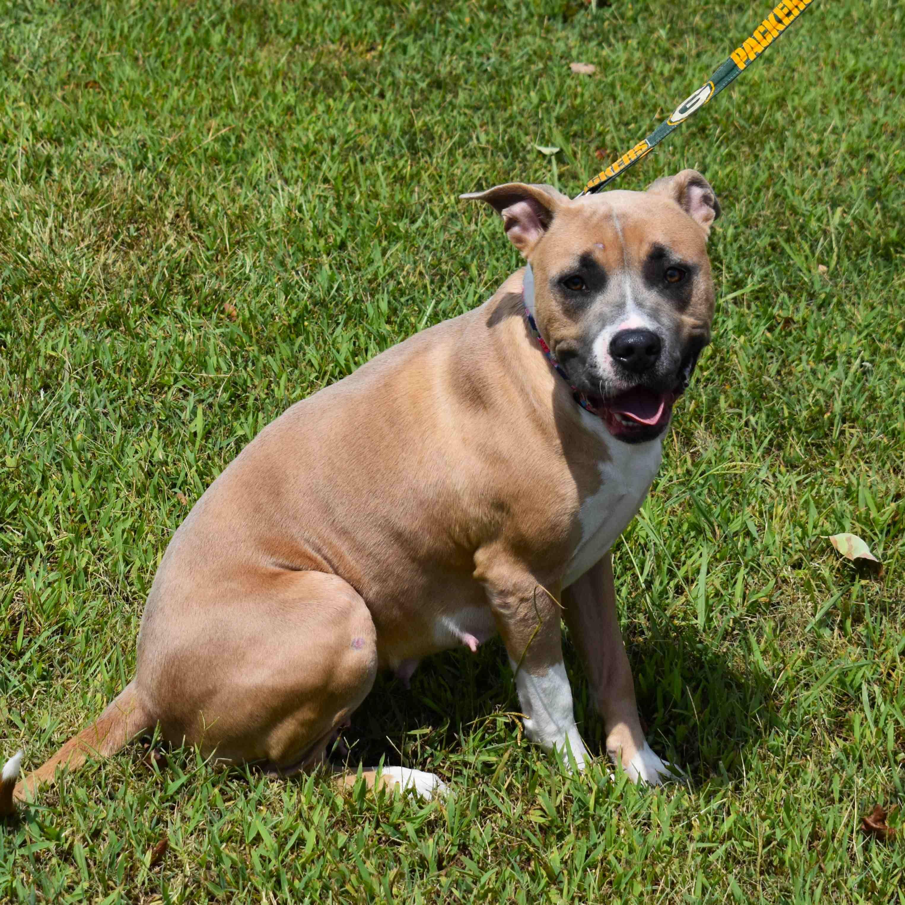 Enlarge Gemma, a Adoptable mixed breed in Searcy, AR image 6/6