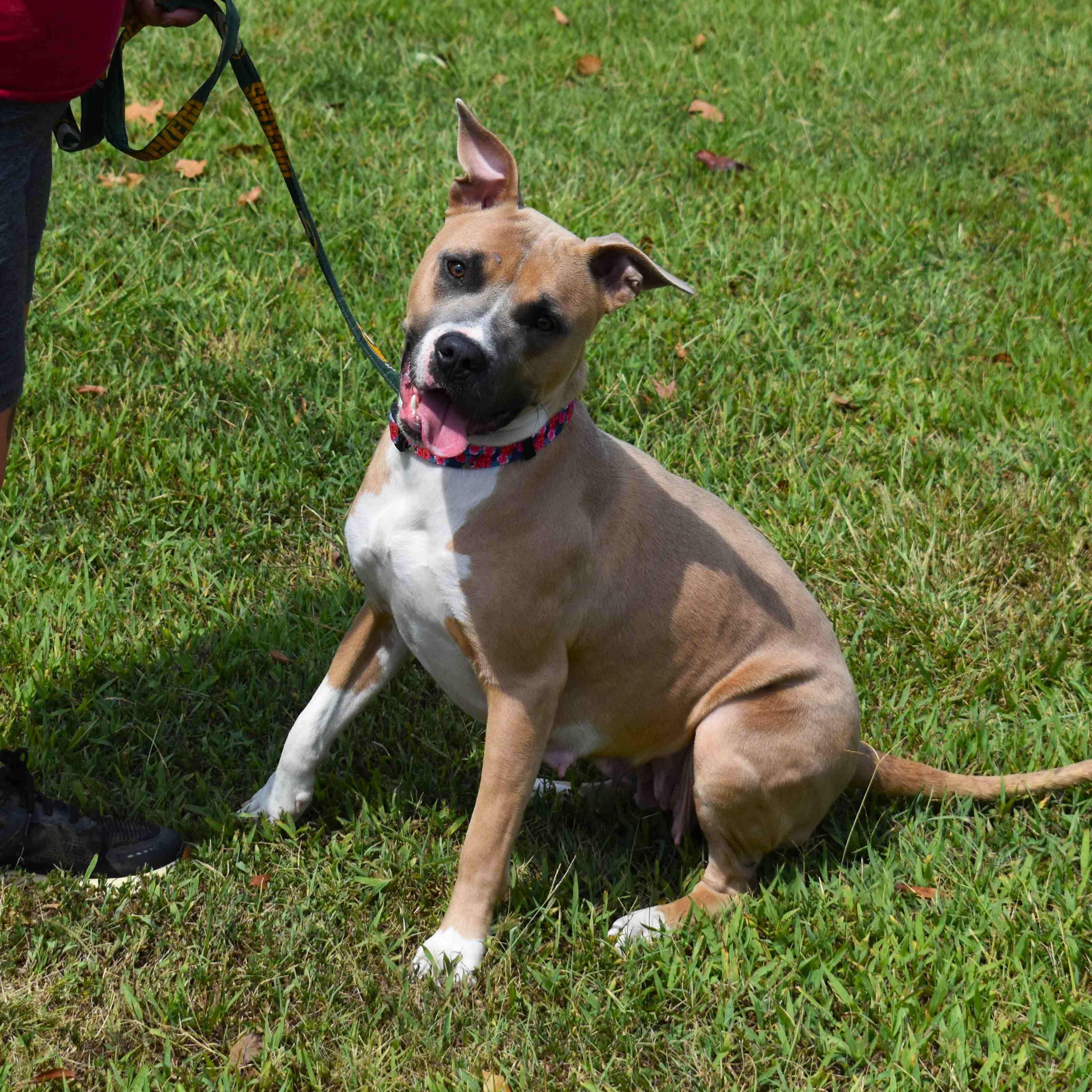 Enlarge Gemma, a Adoptable mixed breed in Searcy, AR image 4/6