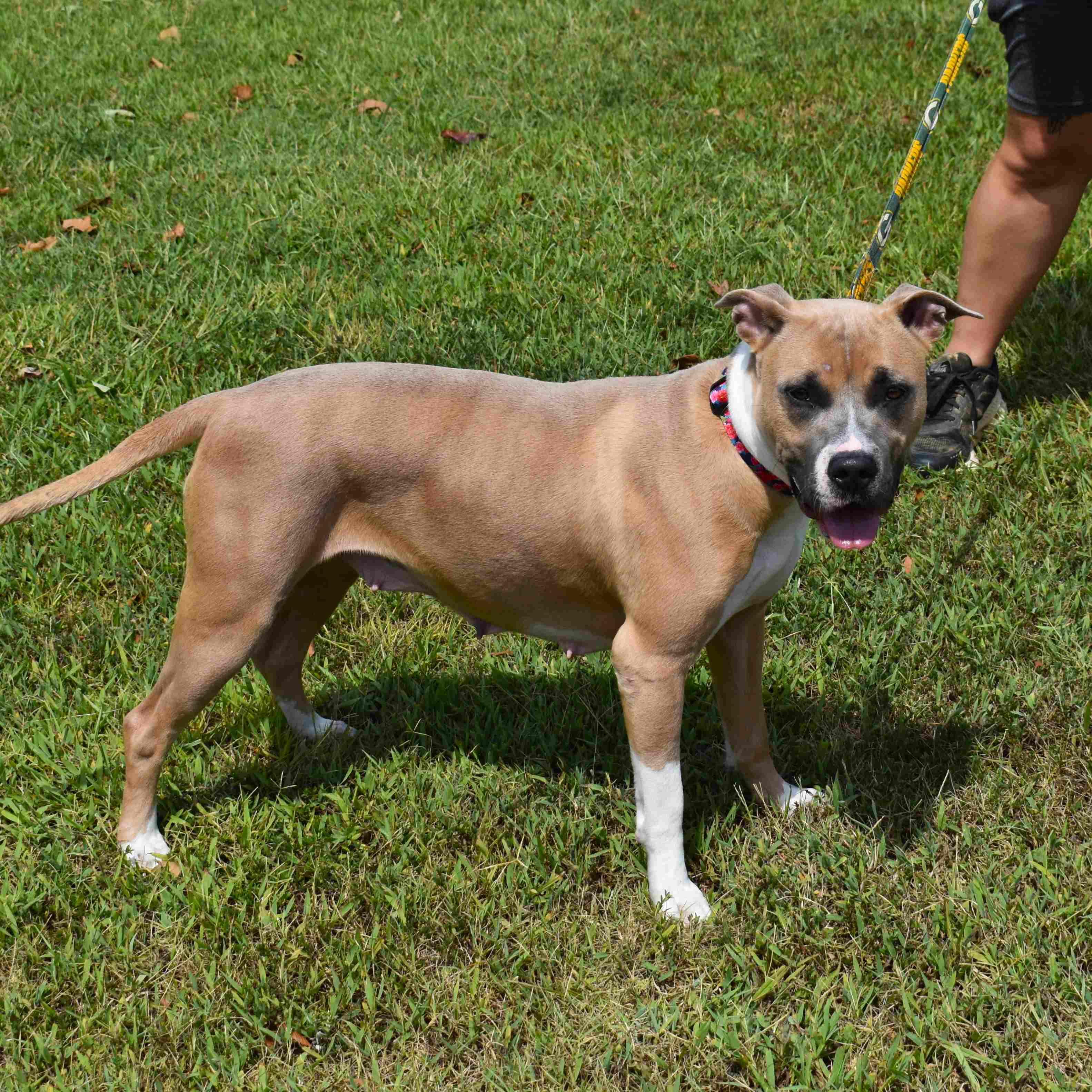 Enlarge Gemma, a Adoptable mixed breed in Searcy, AR image 3/6