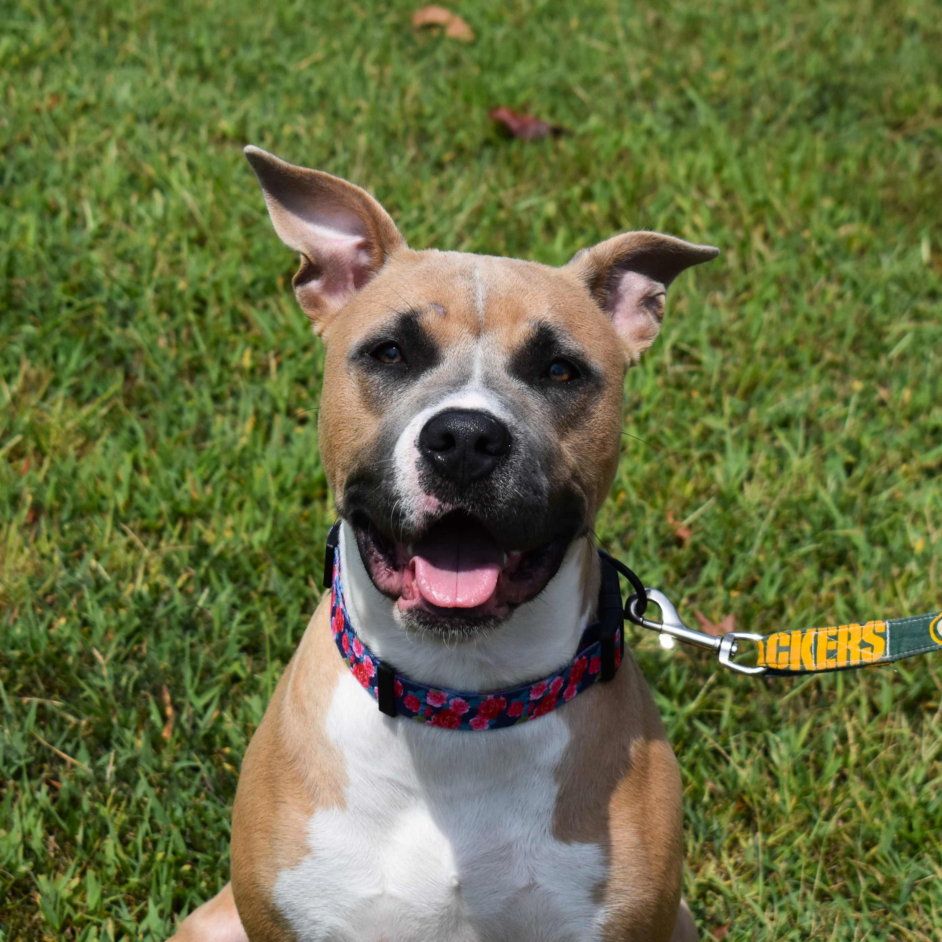 Gemma, Adoptable, Adult Female Pit Bull Terrier.