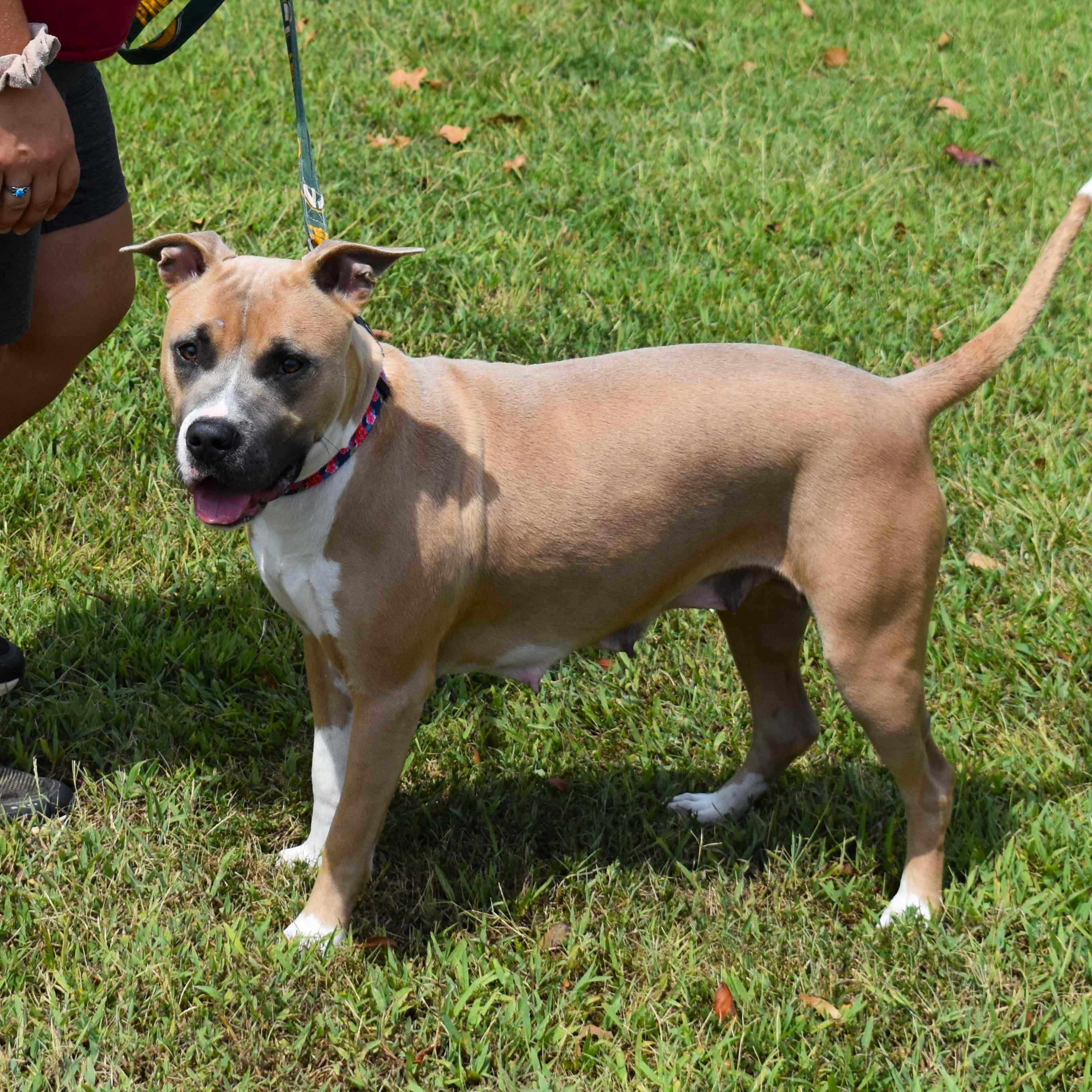Enlarge Gemma, a Adoptable mixed breed in Searcy, AR image 2/6