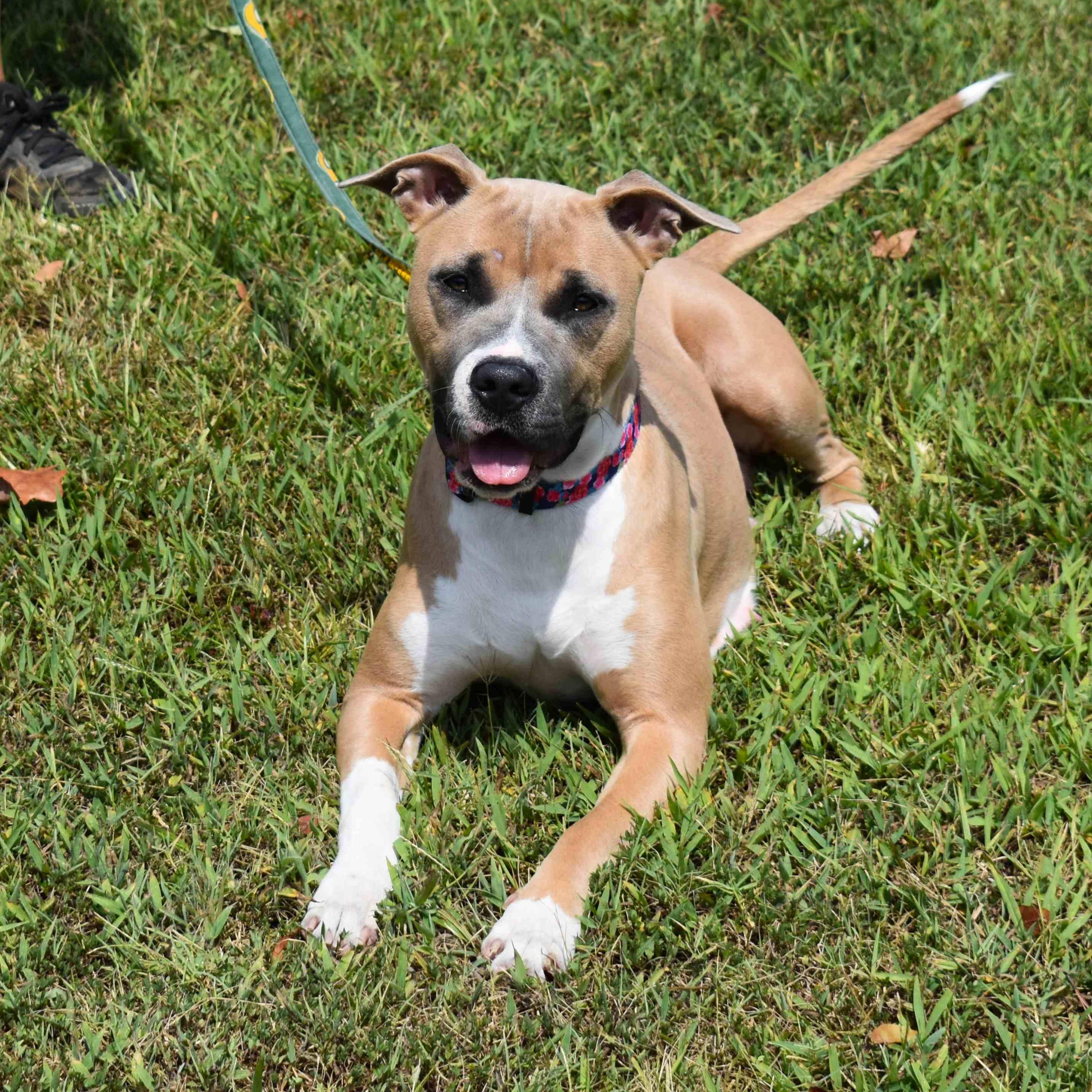 Enlarge Gemma, a Adoptable mixed breed in Searcy, AR image 5/6