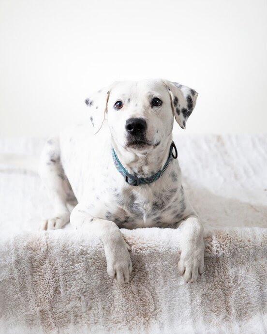 Dice, Adoptable, Young Male Dalmatian & Pit Bull Terrier.