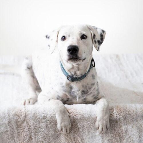 Dice, Adoptable, Young Male Dalmatian & Pit Bull Terrier.