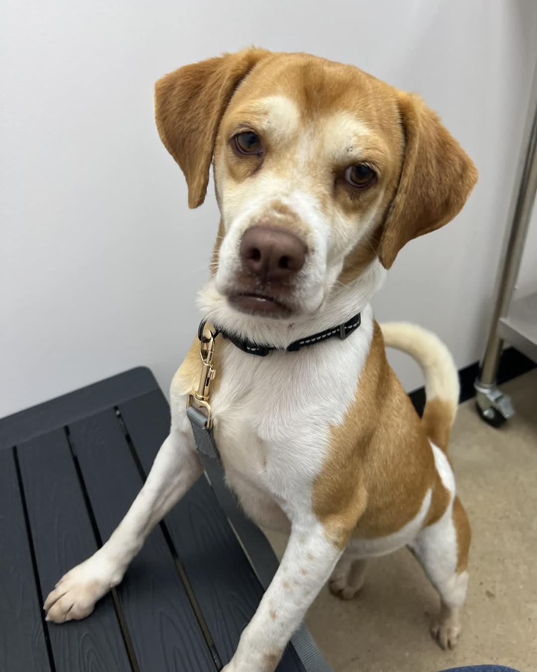 Enlarge Happy, a ADOPTABLE mixed breed in Winsted, CT image 2/4