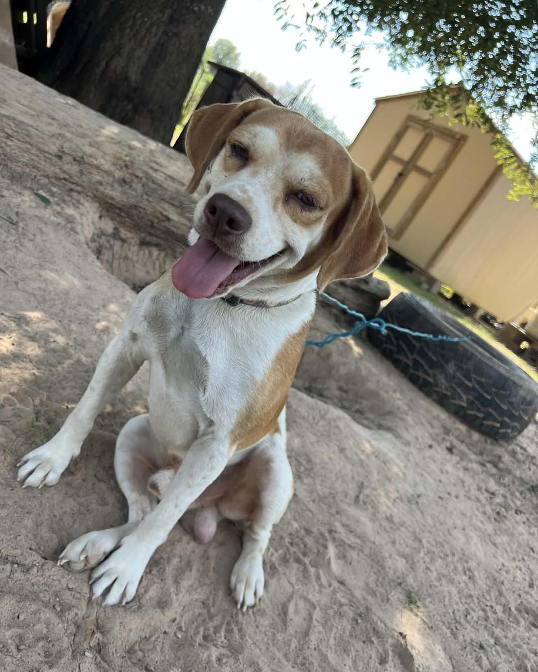 Happy, ADOPTABLE, Young Male Beagle.