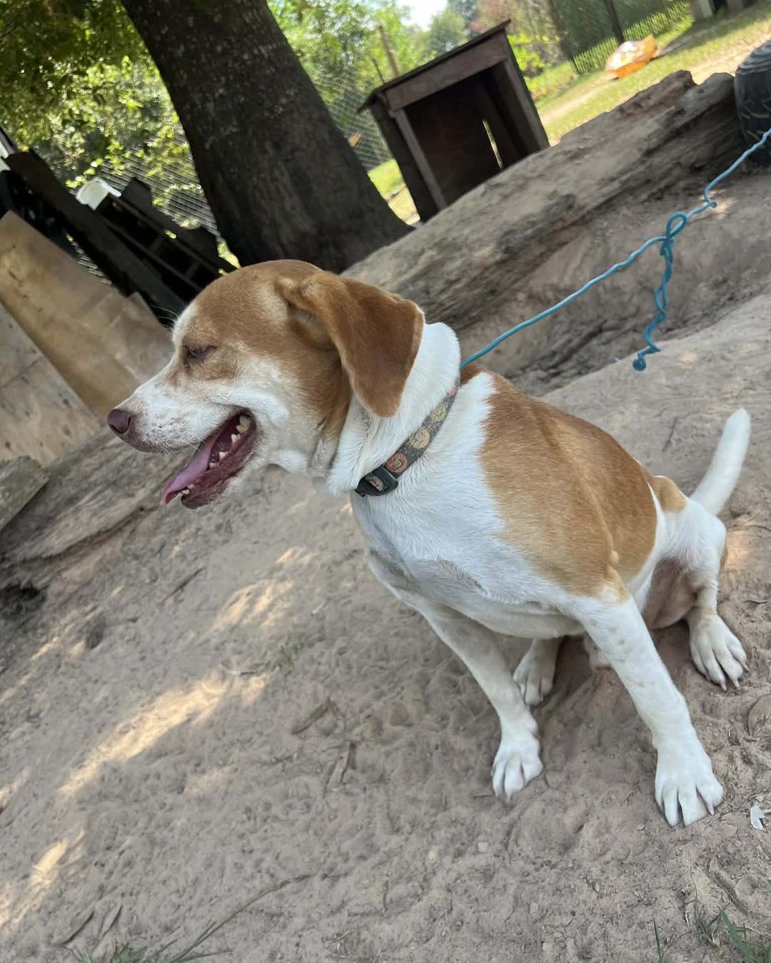 Enlarge Happy, a ADOPTABLE mixed breed in Winsted, CT image 4/4