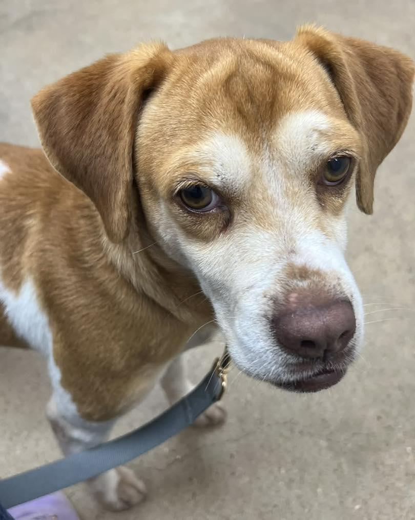 Enlarge Happy, a ADOPTABLE mixed breed in Winsted, CT image 3/4