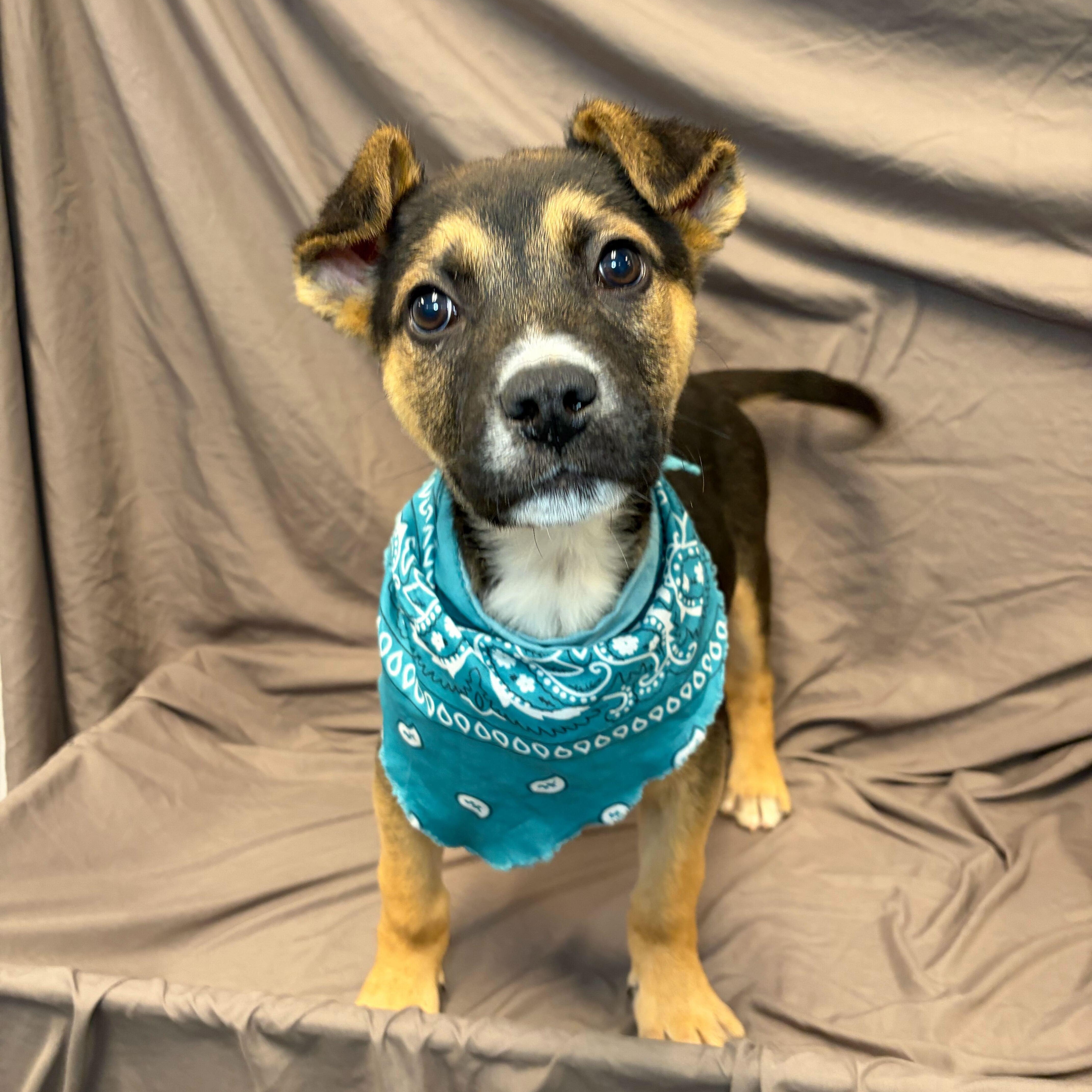 Enlarge Will , an adoptable Mixed Breed in Canal Winchester, OH image 1/3