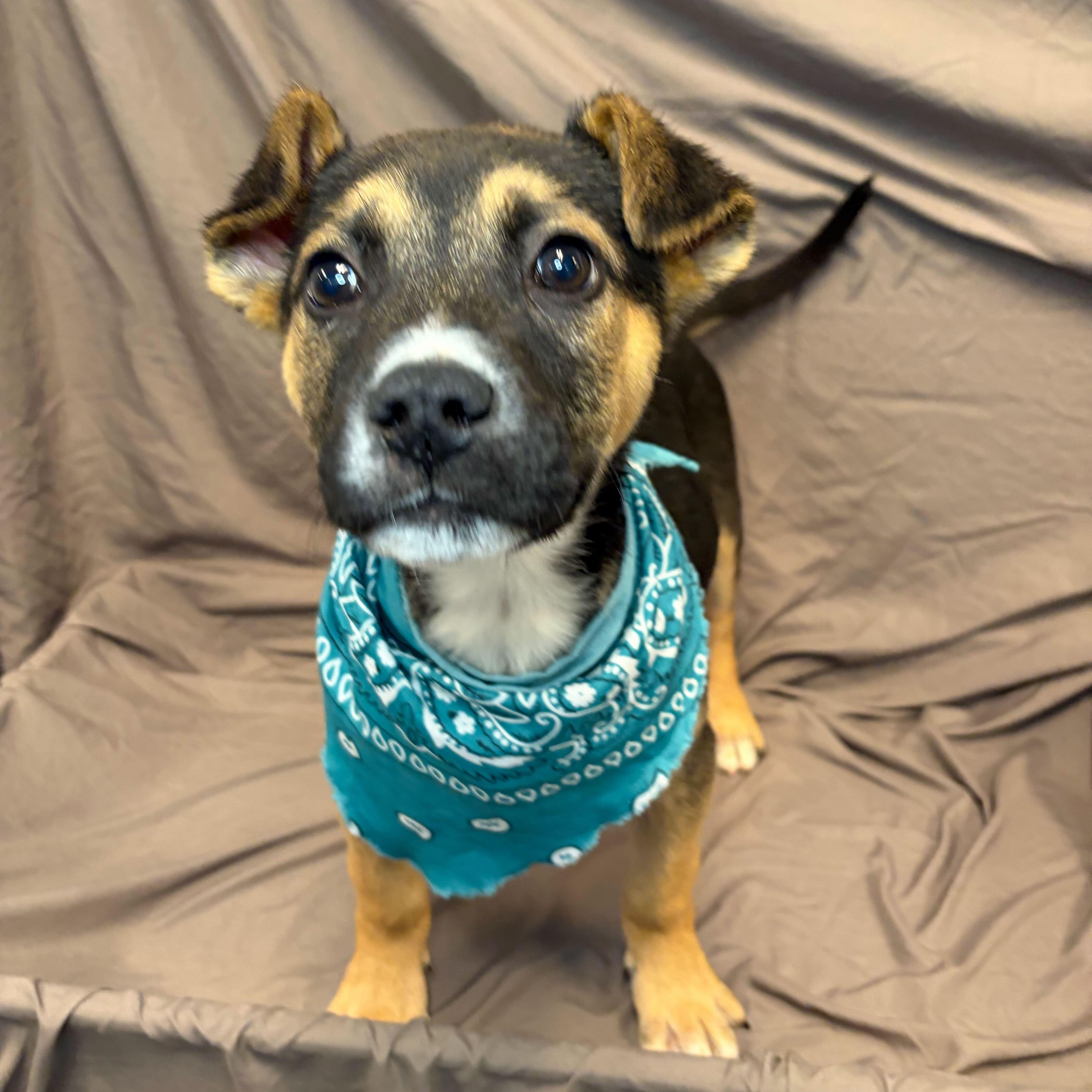 Enlarge Will , an adoptable Mixed Breed in Canal Winchester, OH image 2/3