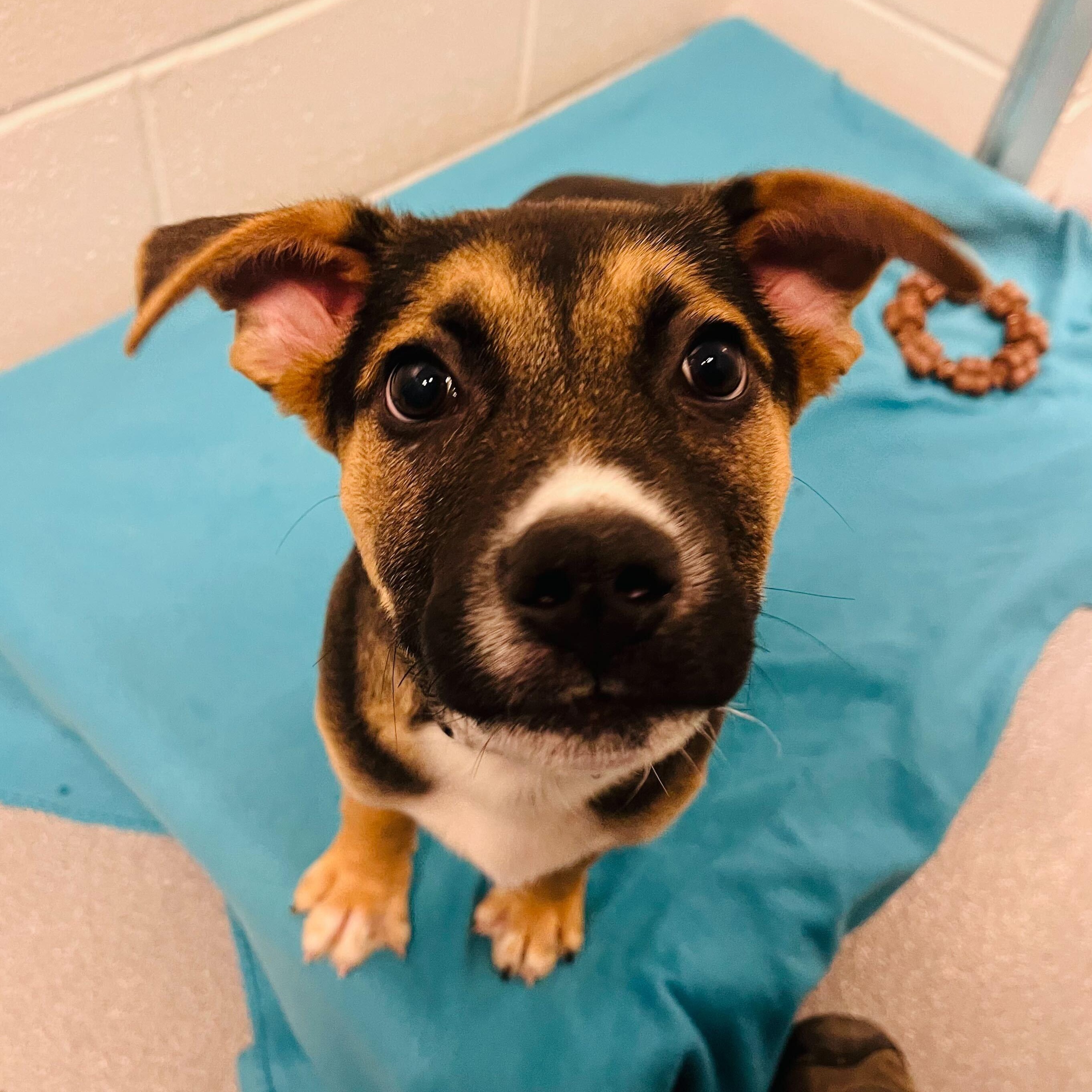 Will , adoptable, Puppy Male Mixed Breed.
