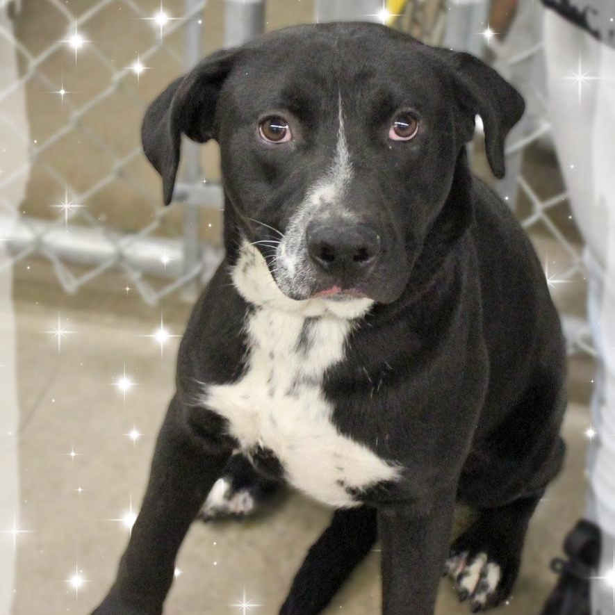 Enlarge Jett, a Adoptable Mixed Breed in Amelia, OH image 1/1