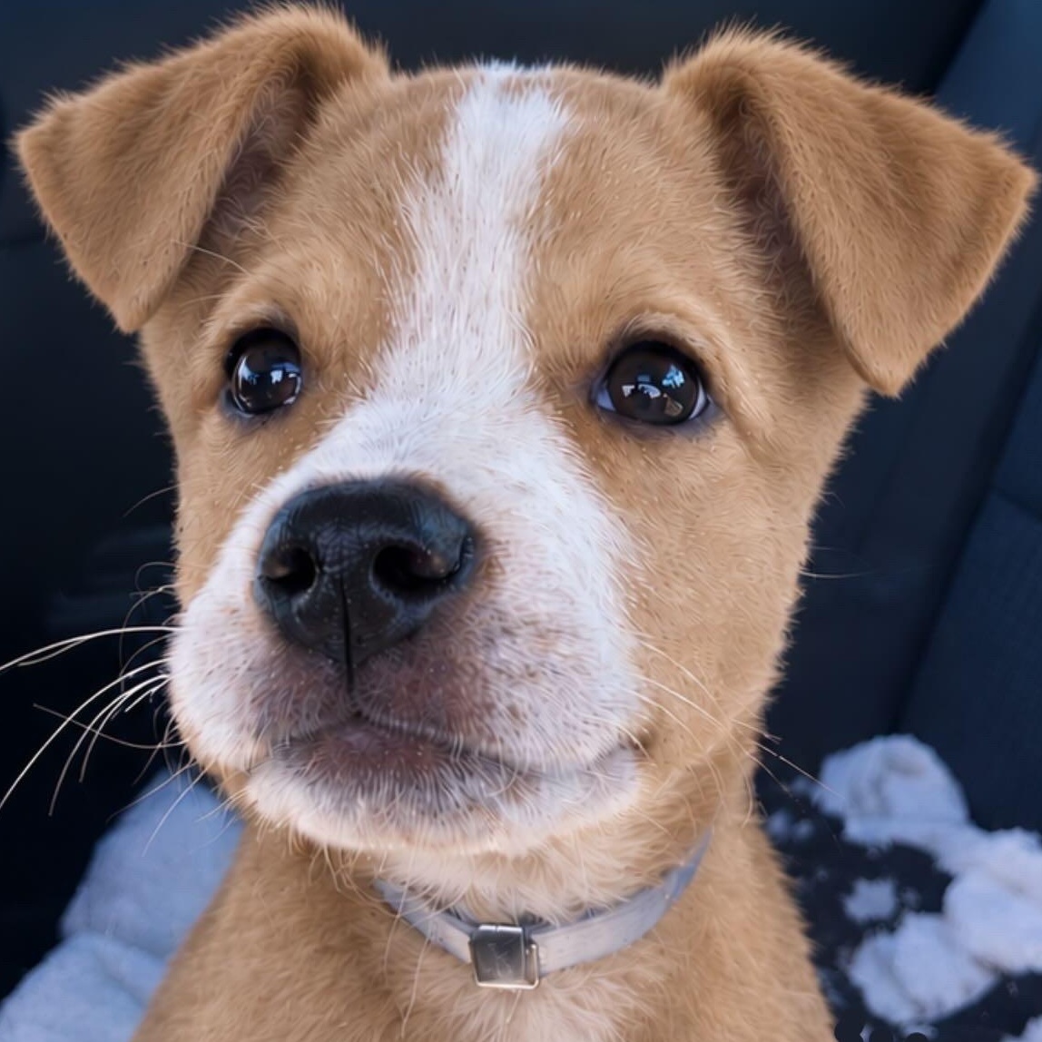 Enlarge Cinnamon Roll, a Adoptable mixed breed in Carlsbad, CA image 1/6