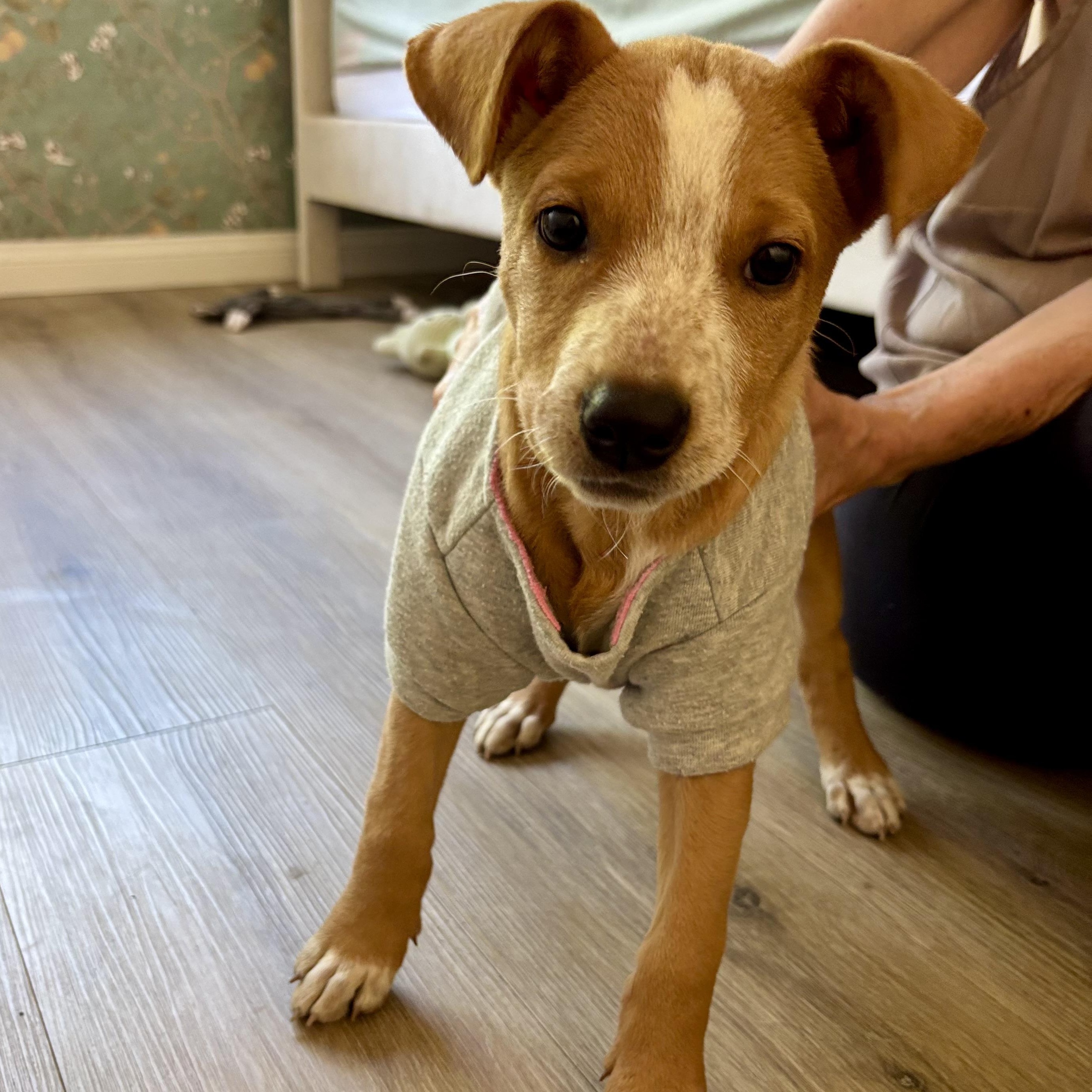 Enlarge Cinnamon Roll, a Adoptable mixed breed in Carlsbad, CA image 2/6
