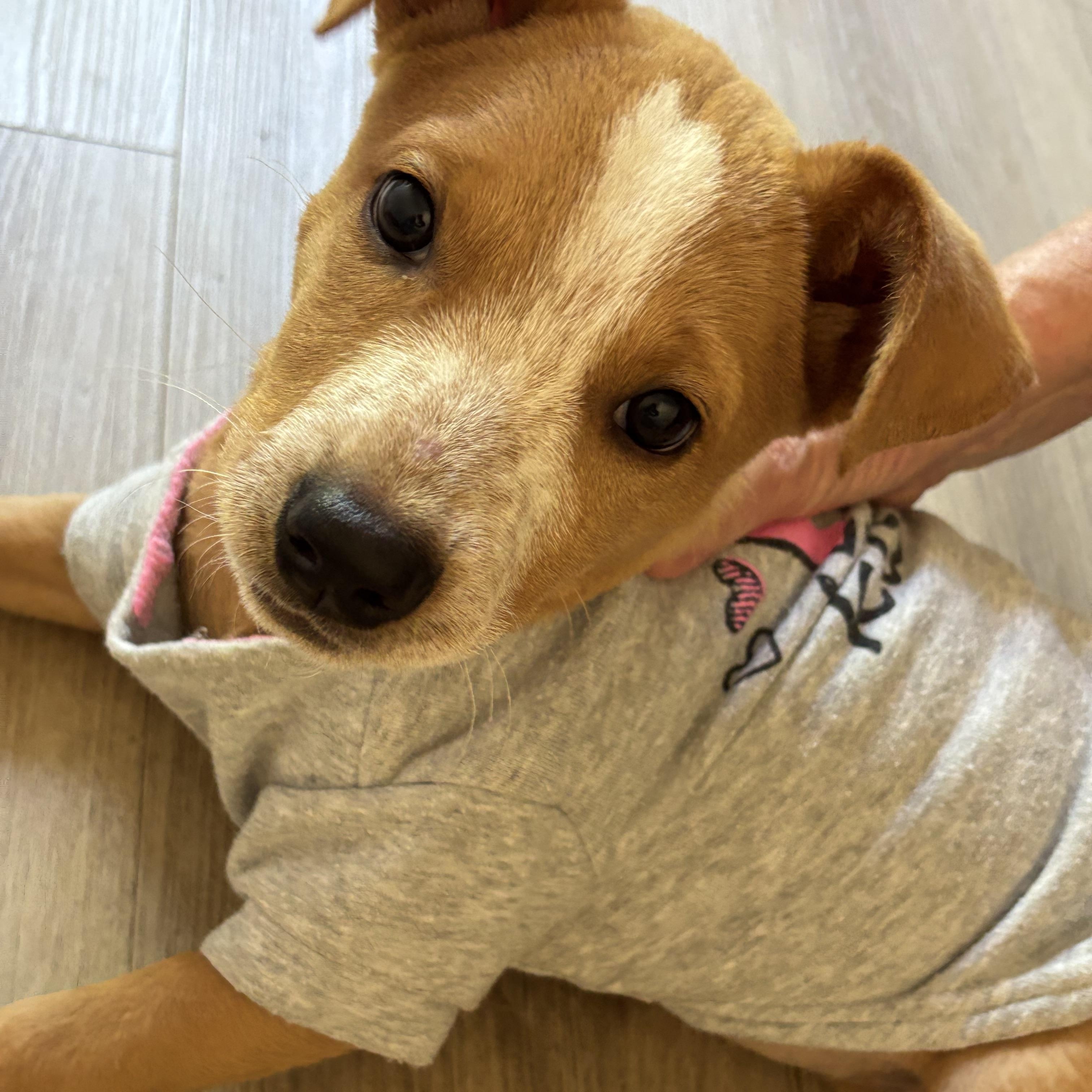 Enlarge Cinnamon Roll, a Adoptable mixed breed in Carlsbad, CA image 3/6